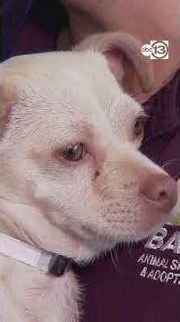 Over 100 pets adopted so far as event continues through weekend