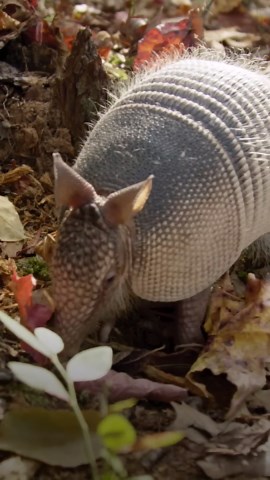 This is why you should never touch an armadillo