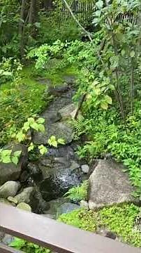 小さな雑木の庭 晩夏のせせらぎ