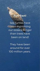 Every sea turtle deserves a clean ocean to call home. Protecting their future starts with what we remove today 💙 | 4ocean