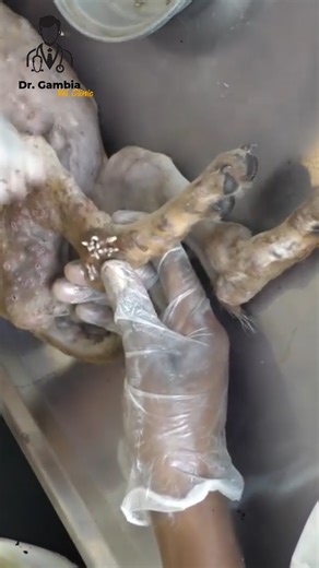 My day my watch 2026 💕💕 #todey #moningcoffee​​ #fblifestyle | Dr. Vet Clinic Gambia