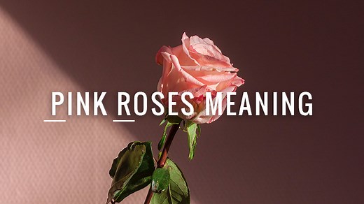 What is the Meaning of Pink Roses?