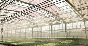 Automatic watering system for plants. Automatic watering plants in the greenhouse. The process of automatic watering plants in a modern greenhouse