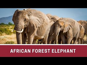African Forest Elephant Classification and Evolution, Behavior and Lifestyle