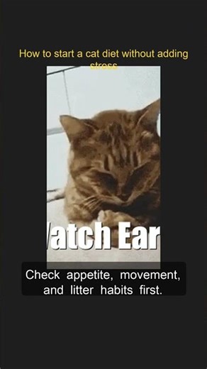 How to start a cat diet without adding stress #Shorts