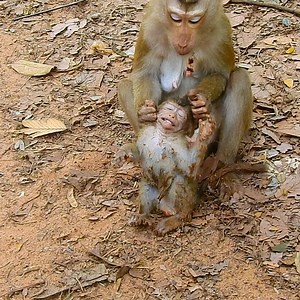 Libby just Warn Rainbow, when swim in pool, concern cute drown in water, please pardon her mom, just her first mistakes mommy | Wild Monkey Zone