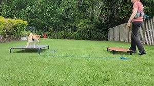 Mr. Taz is continuing his ecollar training as we pattern low level pressure over his commands of come, place, and down! Good boy Mr. Sheeb :) | Take the Lead K9 Training