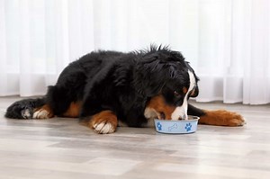 How Much to Feed a Bernese Mountain Dog (Puppy & Adult Feeding Chart)