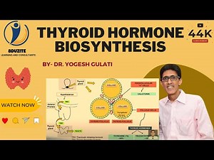 Thyroid Hormone Biosynthesis