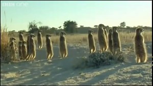 Hilarious British animal voiceovers.