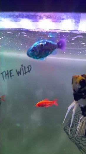 robot fish vs aquarium fish 🤖🐠