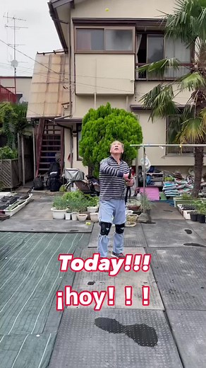 Cut Shine Muscat！Corté Shine Muscat! #katana#muscat