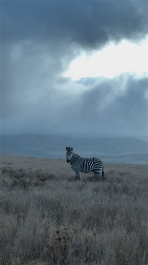 Callie Coles on Instagram: "I’m not sad to pack our bags. Well… not TOO sad. These few weeks at Borana have been wonderful. Sun filled and gentle. Full of food, Kenyan pink light and laughter. We needed that after a turbulent four years of loss, injury and hard work. I had a few aims for this holiday. I wanted Pippin to overcome his paralysing fear of water. He has. Only in the last week though! I wanted Merlin to want to ride again. After losing Mr Pickles he has not been very keen. He’s smilin