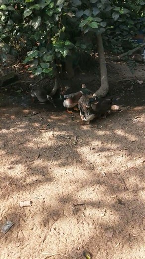 Indian runner duck farming in village life #duckfarmer #duckfarm #birds #whattheduck #cuteduck
