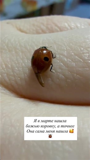 🐞🥰#shorts #ladybug #nature