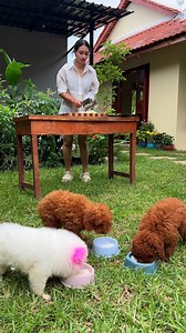 Shrimp crispy with garlic cook recipe and eat | Hammer