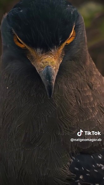 نظرة عُقاب الثعابين | مراقبة دقيقة وانقضاض سريع