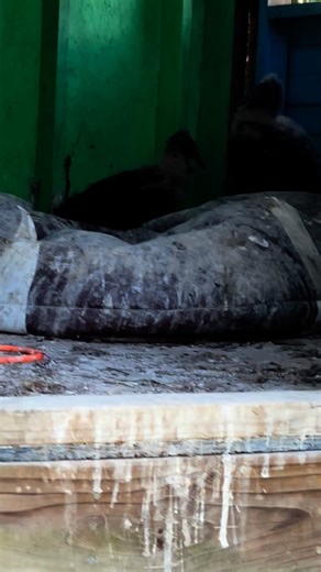 2.7K views · 37 reactions | The baby vultures are getting their adult feathers in. They are living in an old unused tree house along one of our trails - so we’ve been watching them growing up. #vulture #blackvulture #wildlife #animals | Mystic Rose Arabians | Facebook