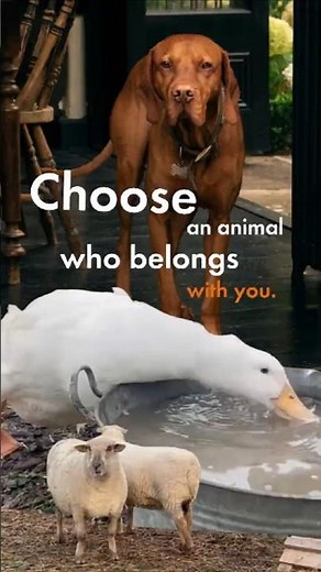 Domestic vs. Wild: Choosing the Right Animal Companion