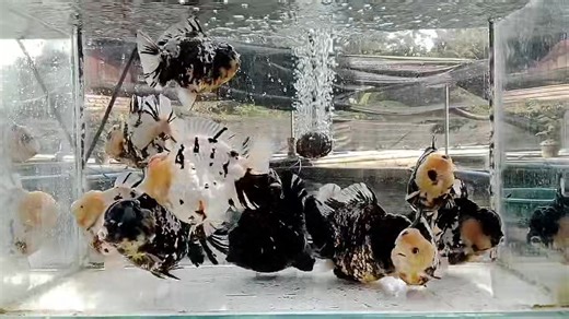 13K views · 343 reactions | NK Farmthailand on Reels | Facebook