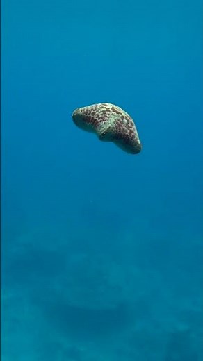 Saving a Starfish from a SHARK!