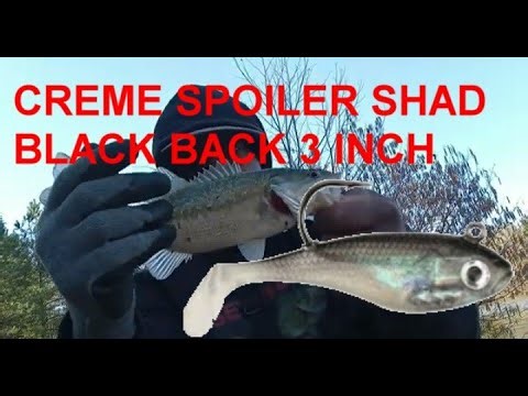 CREME SPOILER SHAD BLACK BACK 3 INCH