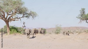 Desert-dwelling elephants were once more widespread in Africa than they are at present; they are currently found only in Namibia and Mali. 4K video V Log to Rec.709