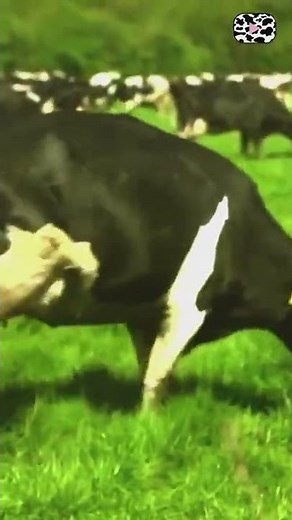 COWS RUNNING & FROLICKING | Slow Motion Cow Video #Shorts