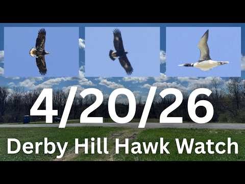 [51] Bald Eagle vs Golden Eagle, steady Common Loon flight at the Derby Hill Hawk Watch, 4/20/26