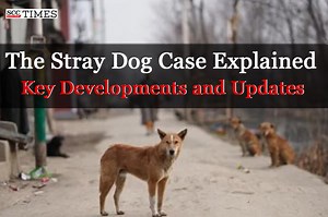 The Stray Dog Case Explained: Key Developments and Updates