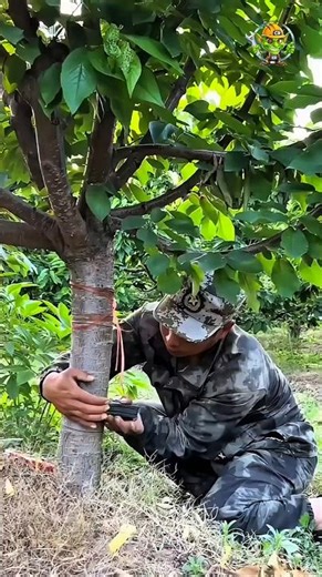 Satisfying Girdling Cherry Tree Process | Step-by-Step Transformation