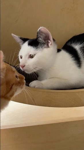 初めまして！月兵衛です🌛#さかがみ家 #保護犬 #保護猫 #cat #dog#猫のいる暮らし #坂上忍
