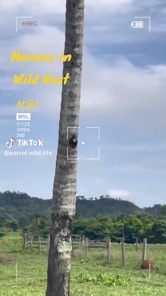 @parrot.wild.life on TikTok