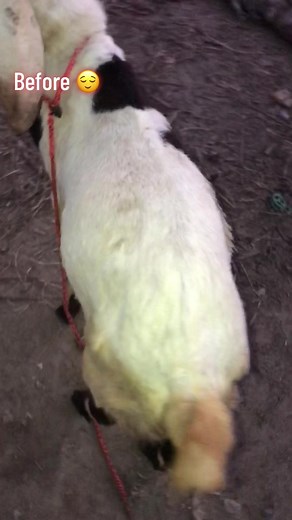 #Animalfarm88 #mashallah #❤️❤️❤️