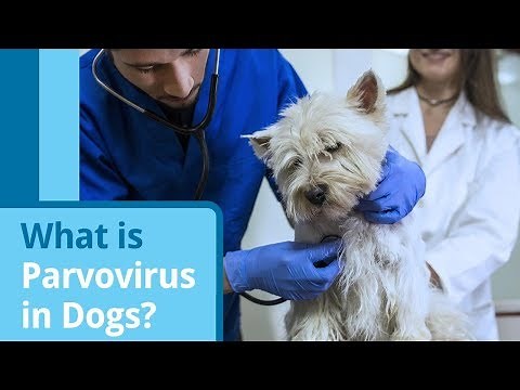 Parvovirus in Dogs: Causes, Symptoms, and Treatment Options