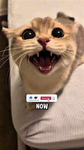 The Cat With the Shortest Legs in the World 🐾 #munshkincat #cute #animals