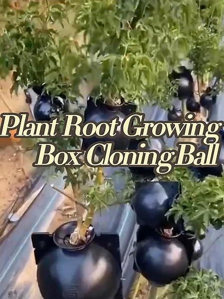 Plant root growing box