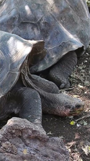 Galapagos Tortoise Distribution #galapagoswildlife #tortoise #gianttortoise