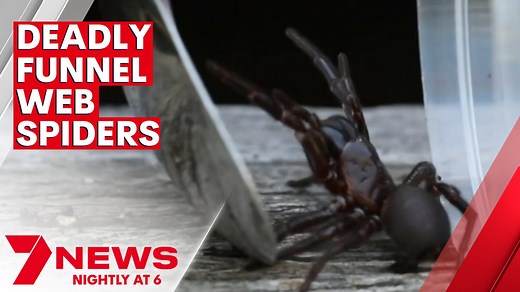 48K views · 236 reactions | Deadly funnel web spiders are on the move. It's breeding season, and Sydney's wet and steamy summer means you're more likely to find one at home. If you do, you'll probably just want to kill it quickly. But the Australian Reptile Park wants them captured alive for anti-venom. More Details: https://7news.link/3GQywWW 7NEWS at 6pm. #Spiders #7NEWS | 7NEWS Sydney | Facebook