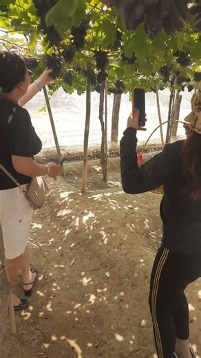 nho đang đẹp và ngọt nhất trong mùa #nho #nhongontay #nhoninhthuận #anhhainho #grape