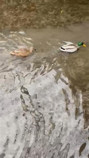 Wild duck couple paddling, mallards on the water