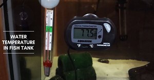 Water Temperature in Fish Tank - How to Adjust It in Your Aquarium?