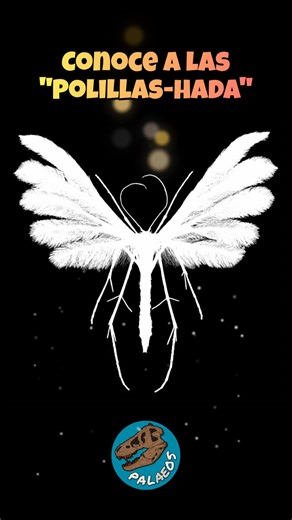Conoce a las polillas de pluma blanca, un grupo con un registro fósil único (literalmente). #palaeos #curiosidadesanimales #divulgacioncientifica #animales #Ciencia #biologia #insectos | Roberto Díaz Sibaja