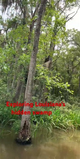 Exploring the hidden bayou near New Orleans 😍 #travelshorts