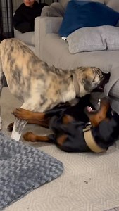 5.3K views · 336 reactions | Doberman becomes best friends with this huge rescue #rescue #rescuedog | The Golden Kobe Family | Facebook