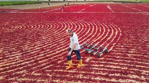 Innovative methods for harvesting and processing large quantities of chili peppers
