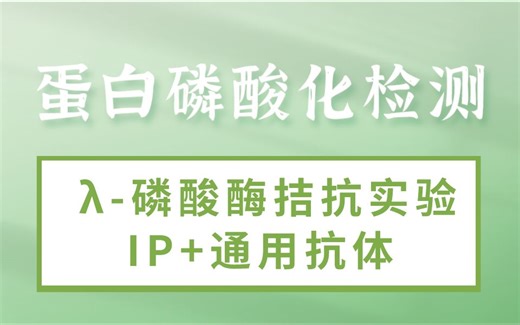 蛋白磷酸化检测方法：λ-磷酸酶拮抗实验/IP+通用抗体/剂量依赖关系