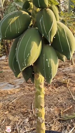 Como usar la leche de la papaya #papaya #curiosidades #SabiasQue | Soy el Jerry