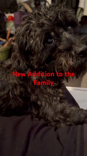 Digs! #lifeisbutadream #dogbreed #dog #designerdogs #yorkipoo