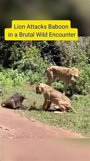 Lion Attacks Baboon in a Brutal Wild Encounter #short